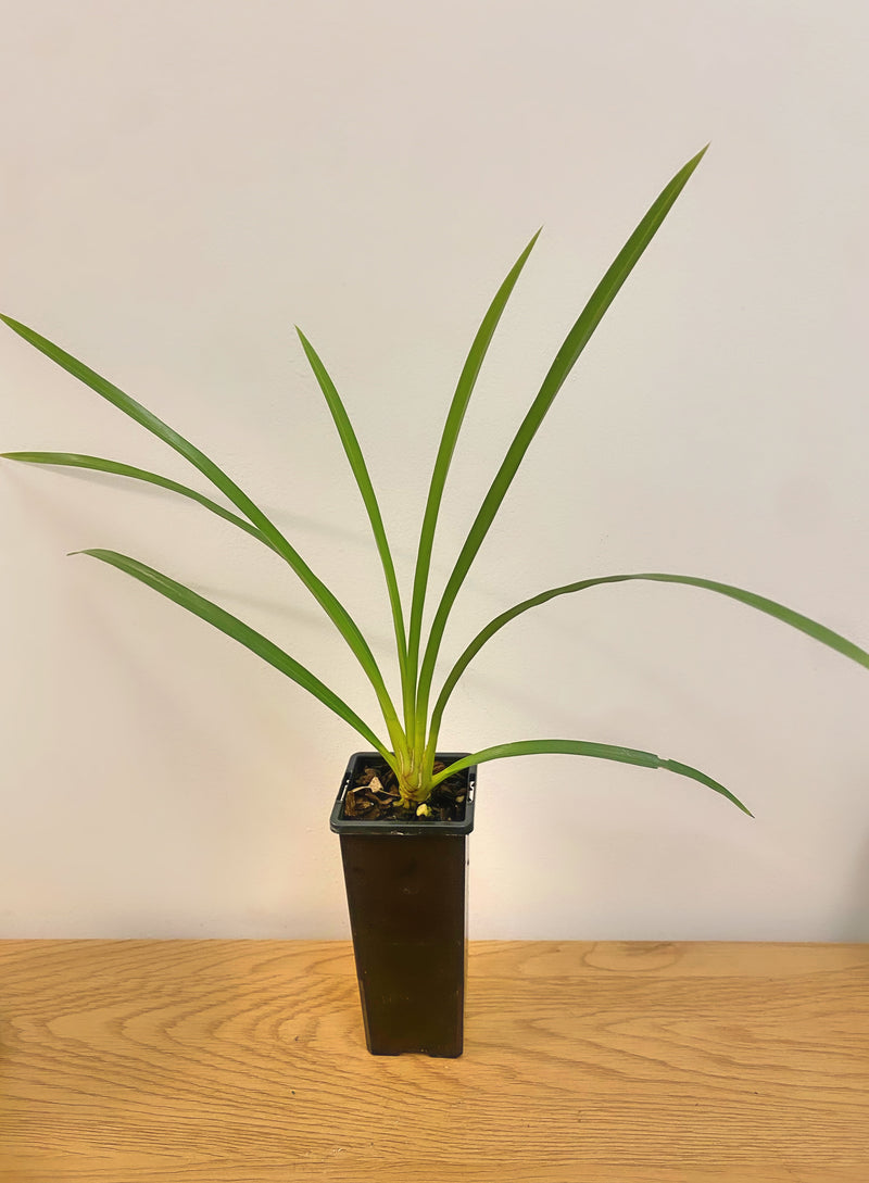 Cymbidium Pakkret Firestorm ‘Jerry’ (MC)