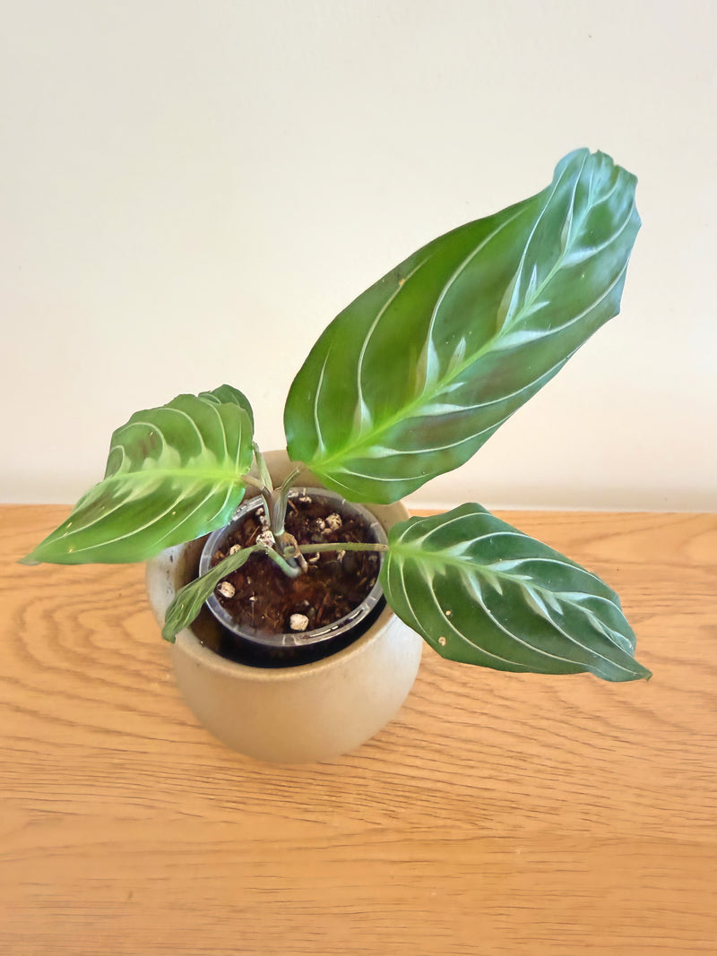 Maranta Massangeana Black (A)
