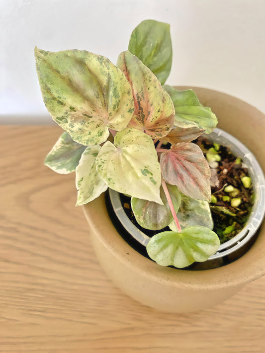 Peperomia Pink Lady (B)