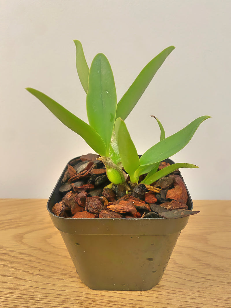 Lc Moonlight Dream ‘SVO Moonlight Kiss’ AM/AOS x Lc. Mini Purple f. Coerulea ‘H+R’ 4N