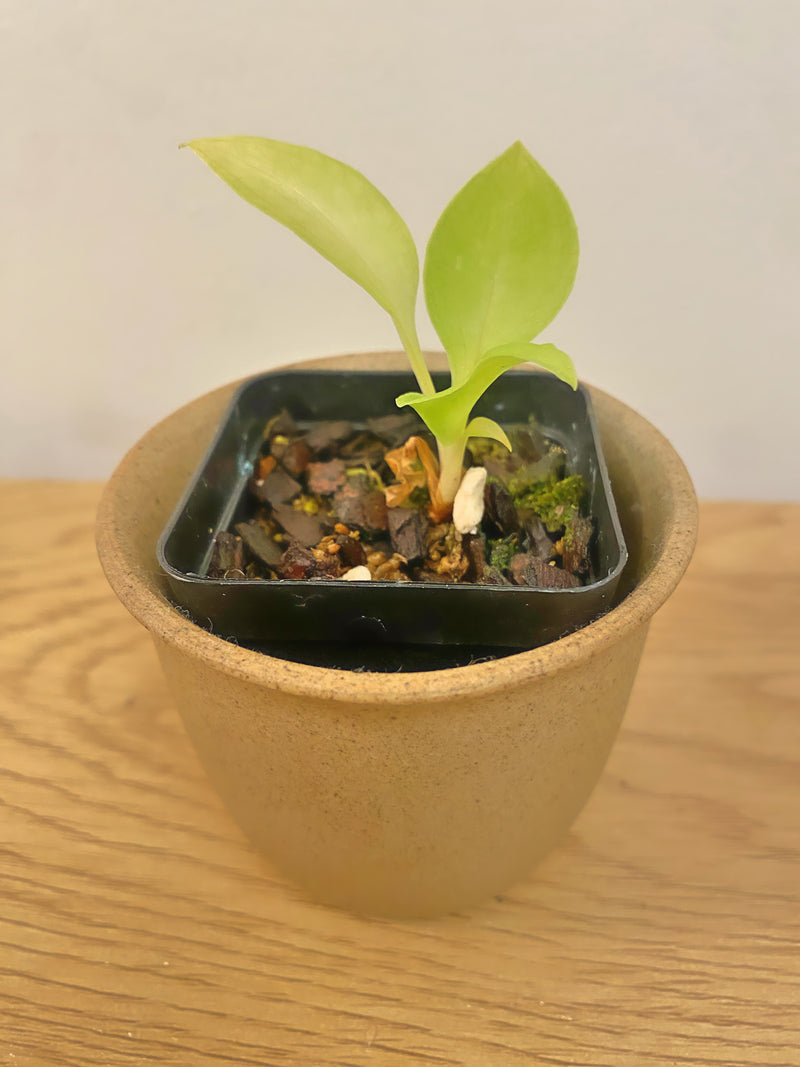 Stenorrhynchos Speciosum