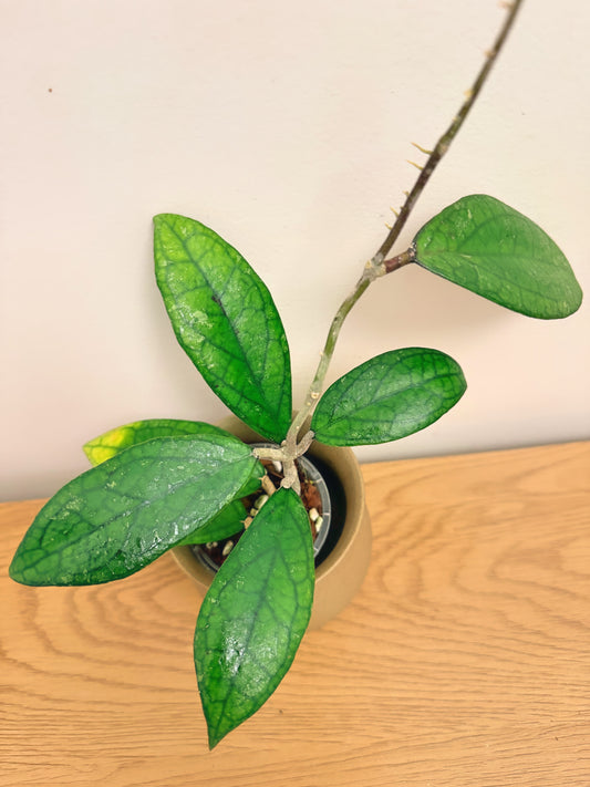 Hoya Finlaysonii