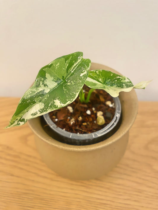 Alocasia Simpo Variegated