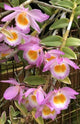 Dendrobium Loddigesii