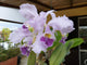 Cattleya Dupreana ‘June Bride’ (Warneri x Warscewiczii)
