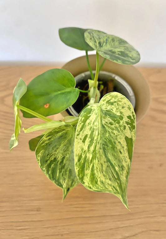 Philodendron Heartleaf Variegated