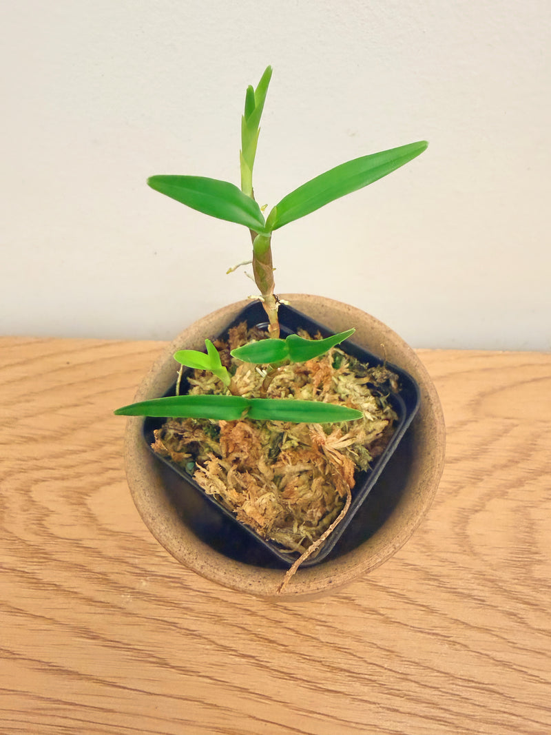 Encyclia Polybulbon