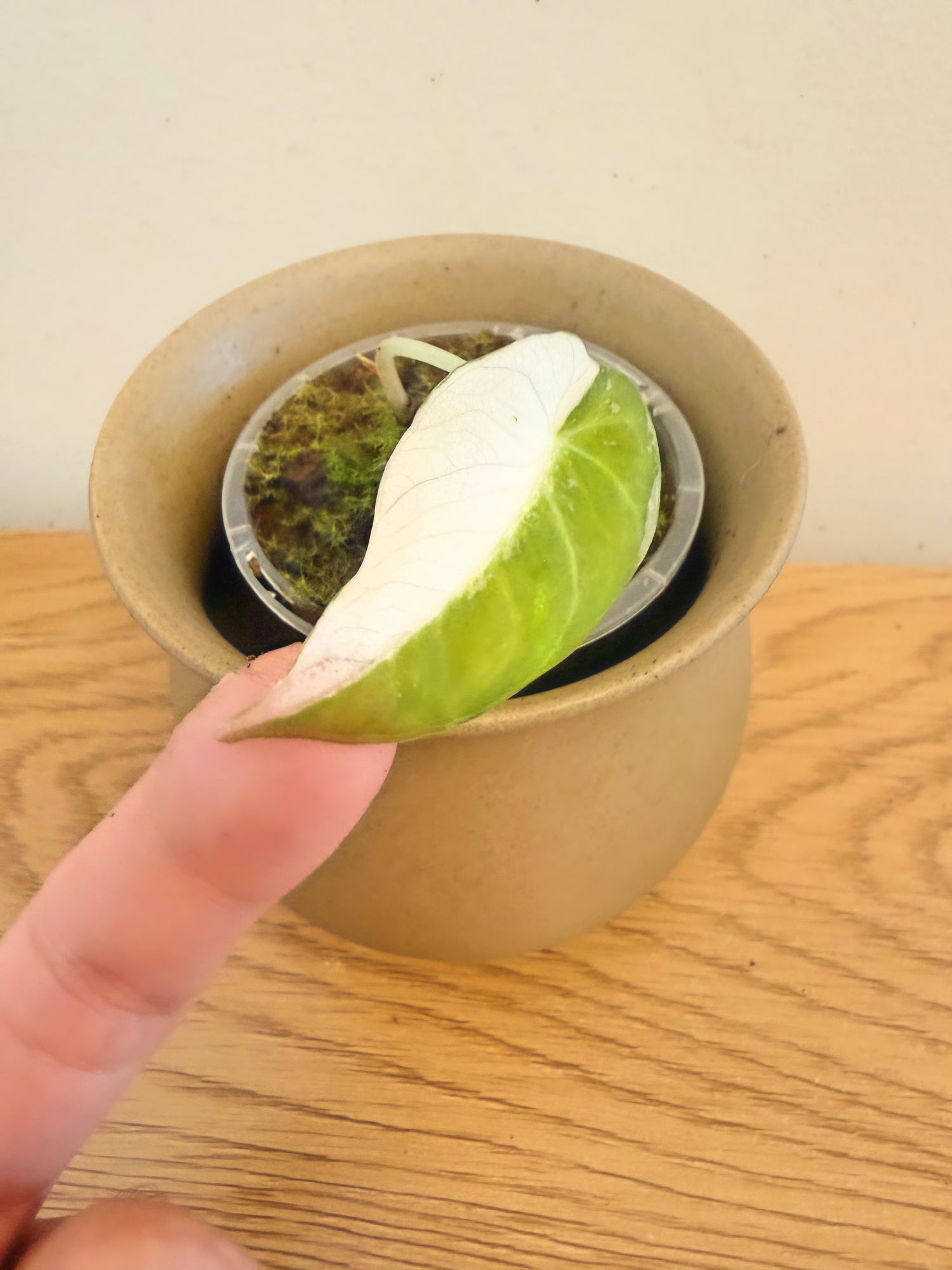 Alocasia Black Velvet Variegated (A)