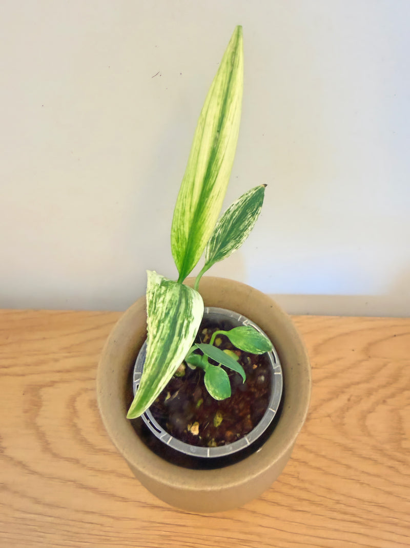 Epipremnum Amplissimum Silver Albo