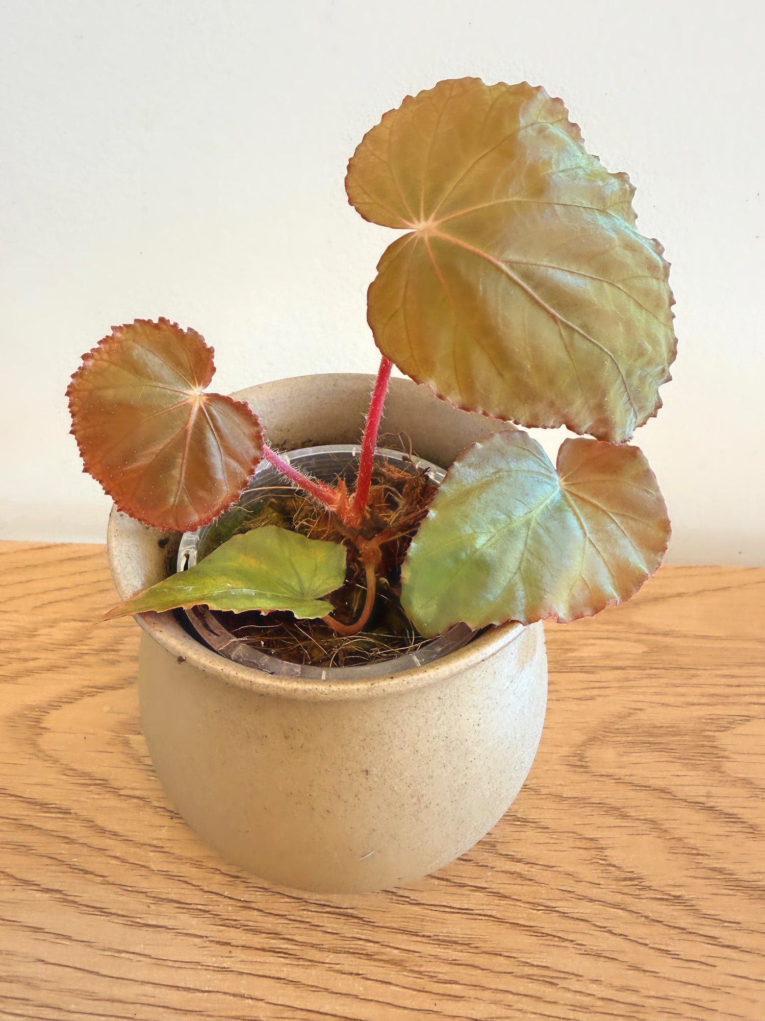 Begonia Pavonina