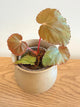 Begonia Pavonina