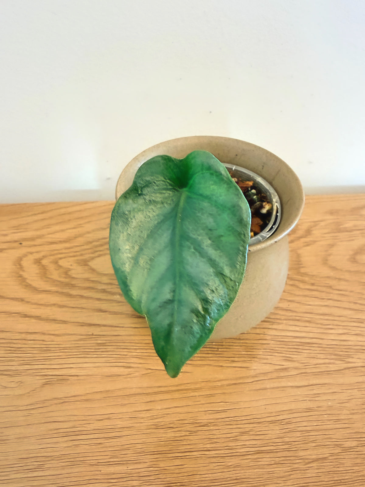 Alocasia Heterophylla