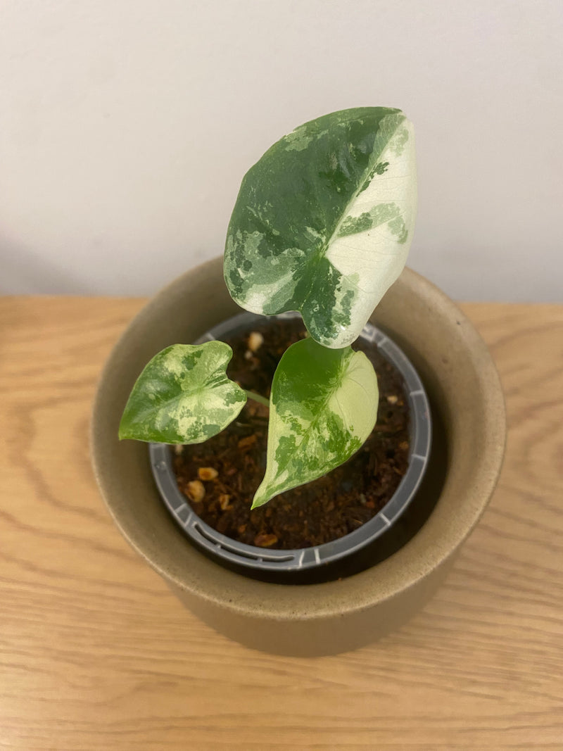 Alocasia Frydek Variegated