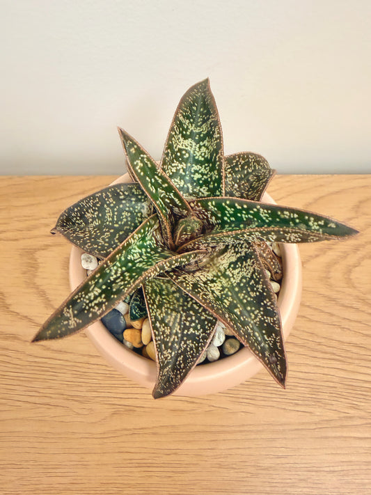Gasteria ‘Green Star’