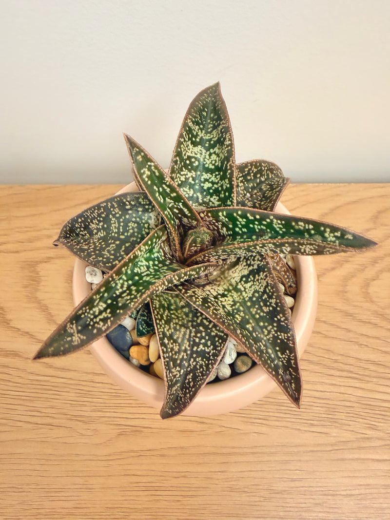 Gasteria ‘Green Star’
