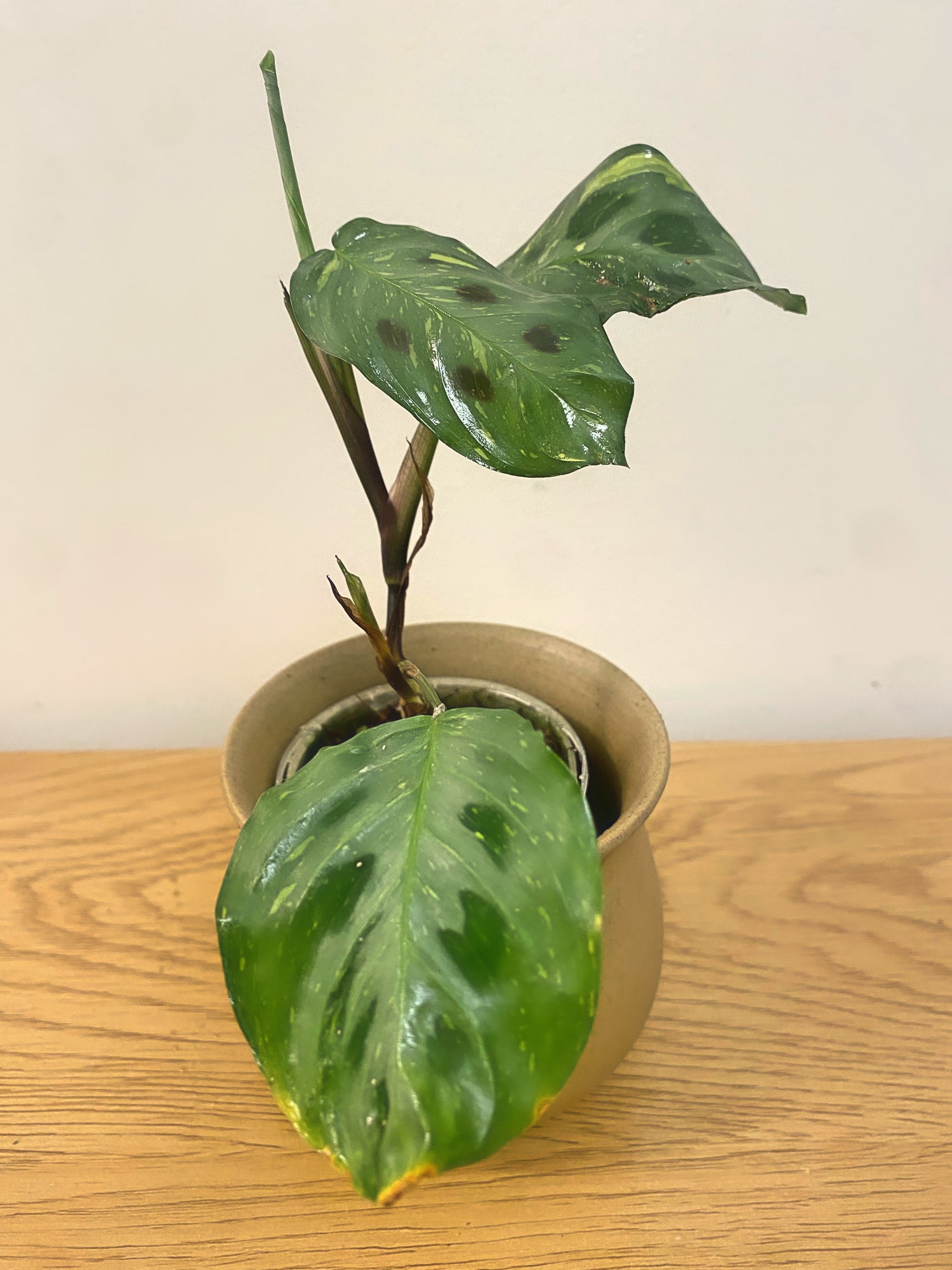 Miranta Variegated