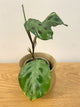 Miranta Variegated