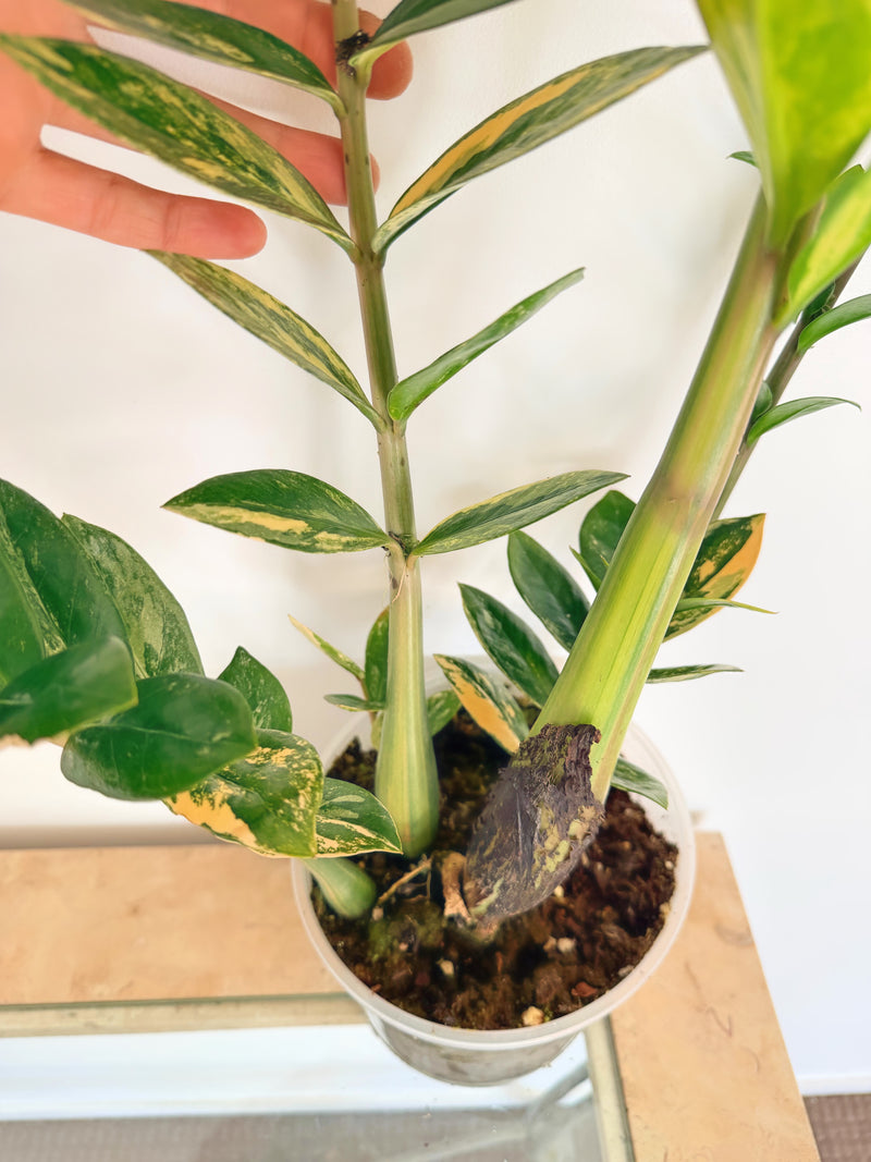 Variegated ZZ Plant (C)