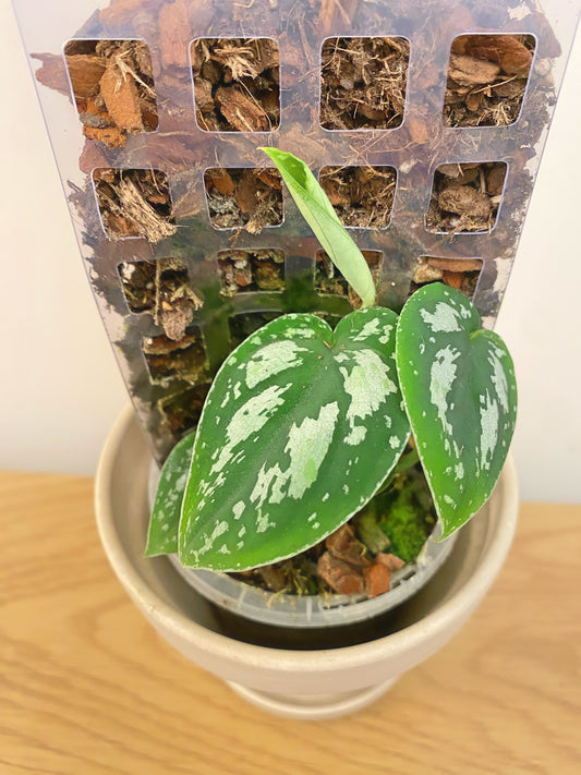Scindapsus Tricolour