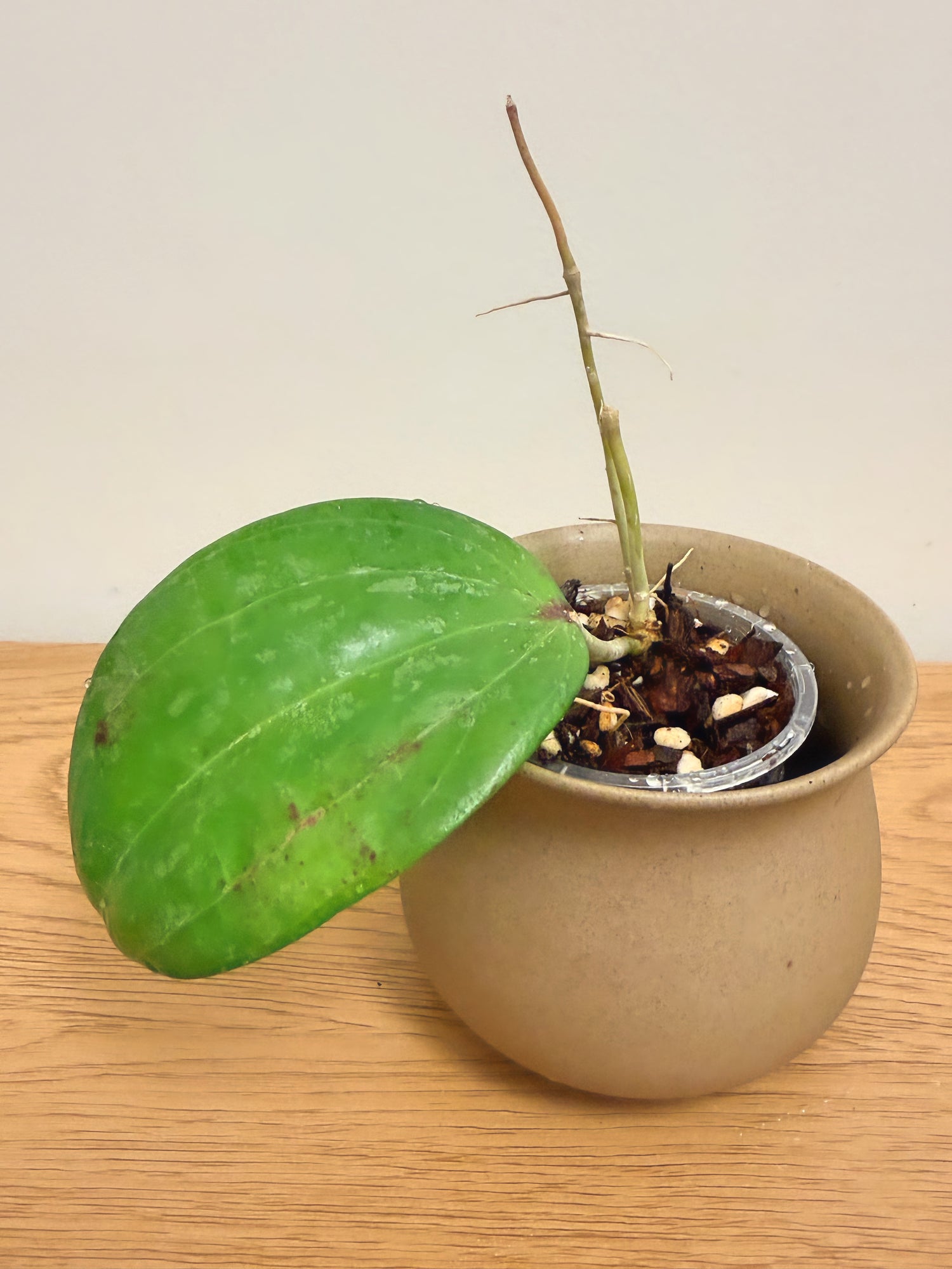 Hoya Latifolia Snow Queen (A)