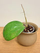 Hoya Latifolia Snow Queen (A)