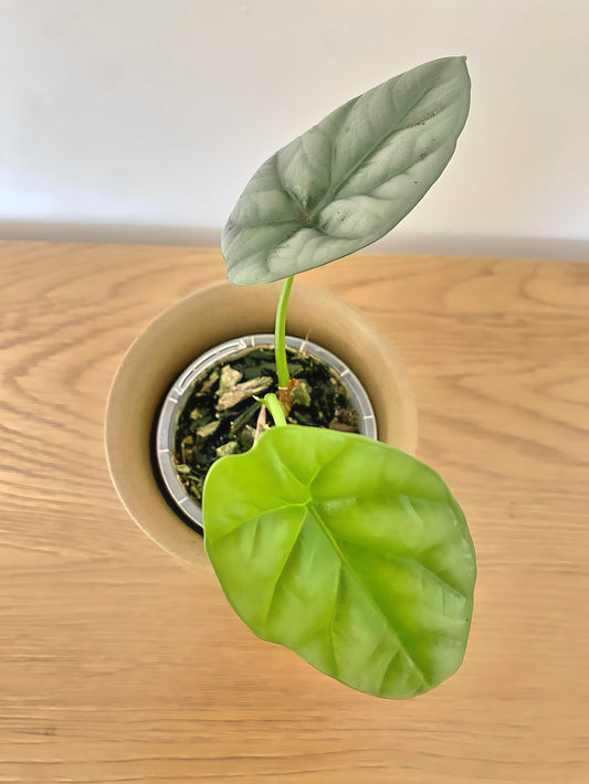 Alocasia Sinuata Quilted Dream