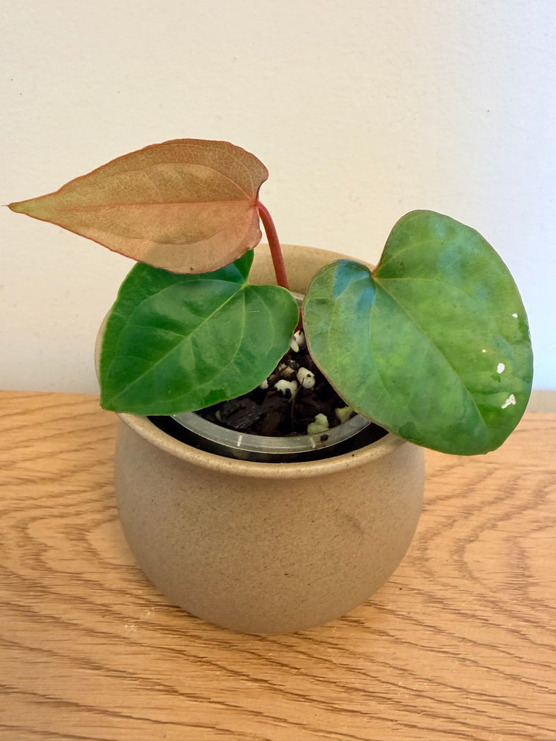 Anthurium KOS x Luxurians