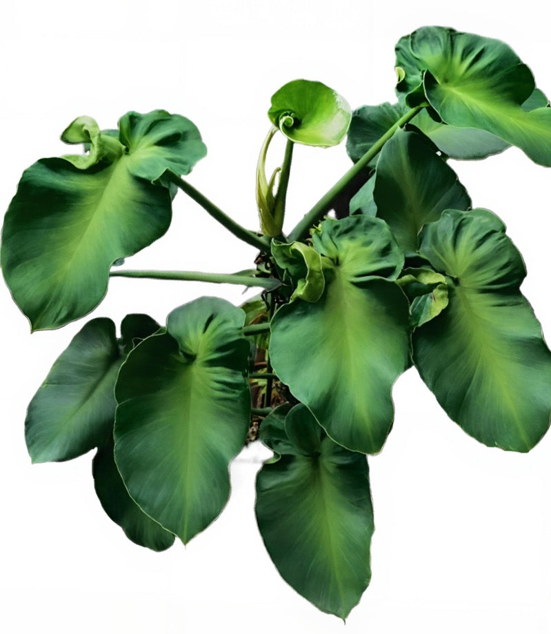 Philodendron Rugosum Aberrant