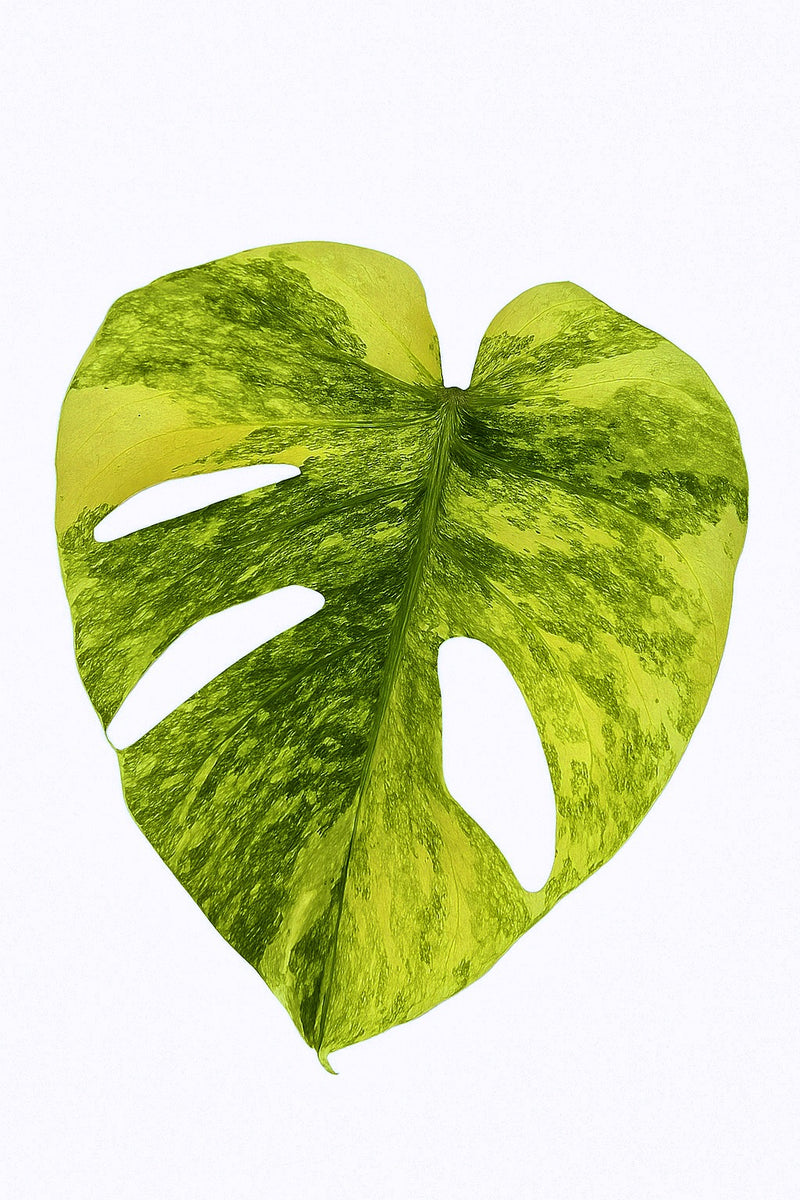 Monstera Green Snow