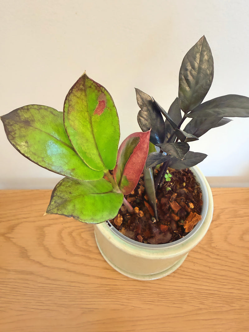 Variegated ZZ Black Raven