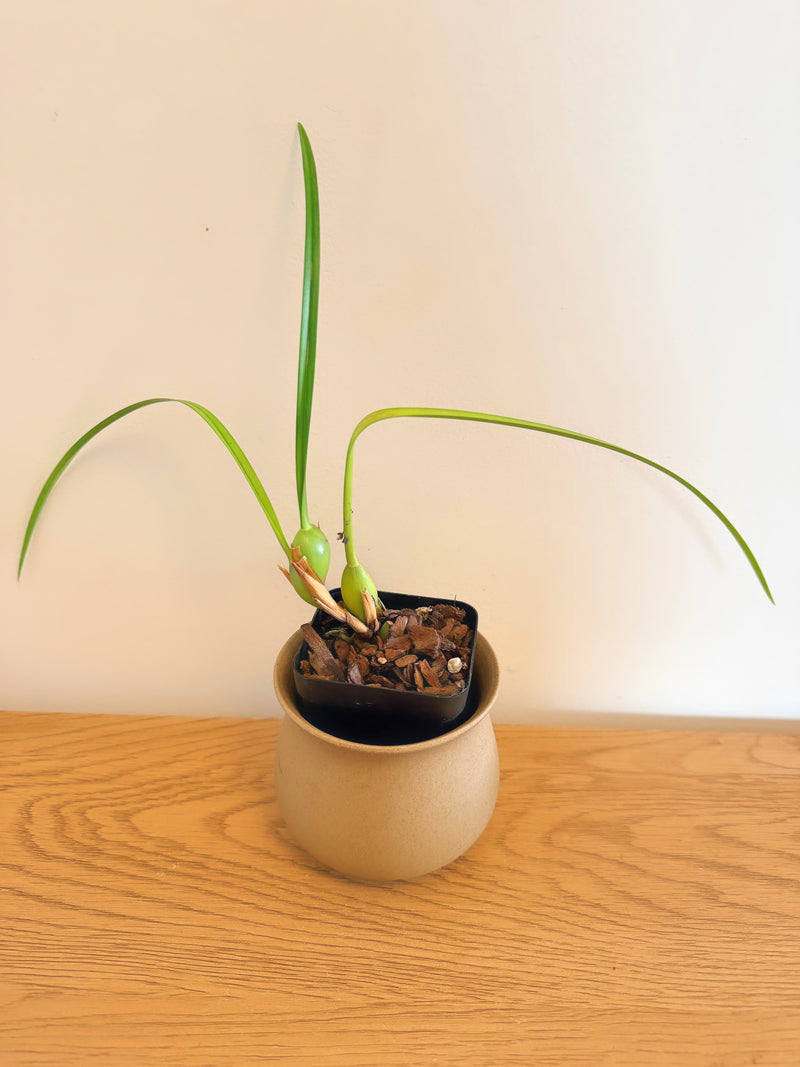 Maxillaria Tenuifolia
