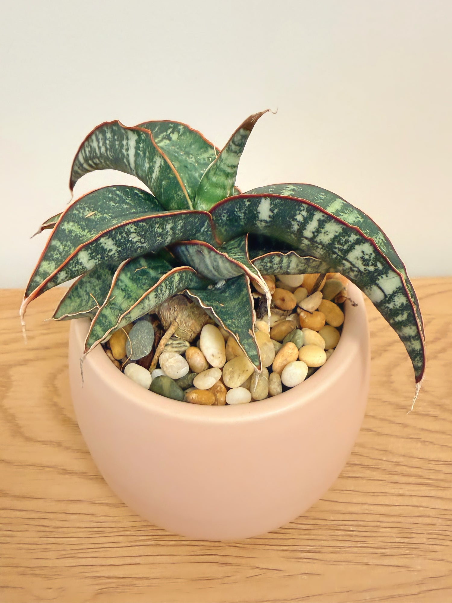 Sansevieria Fischeri