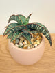 Sansevieria Fischeri