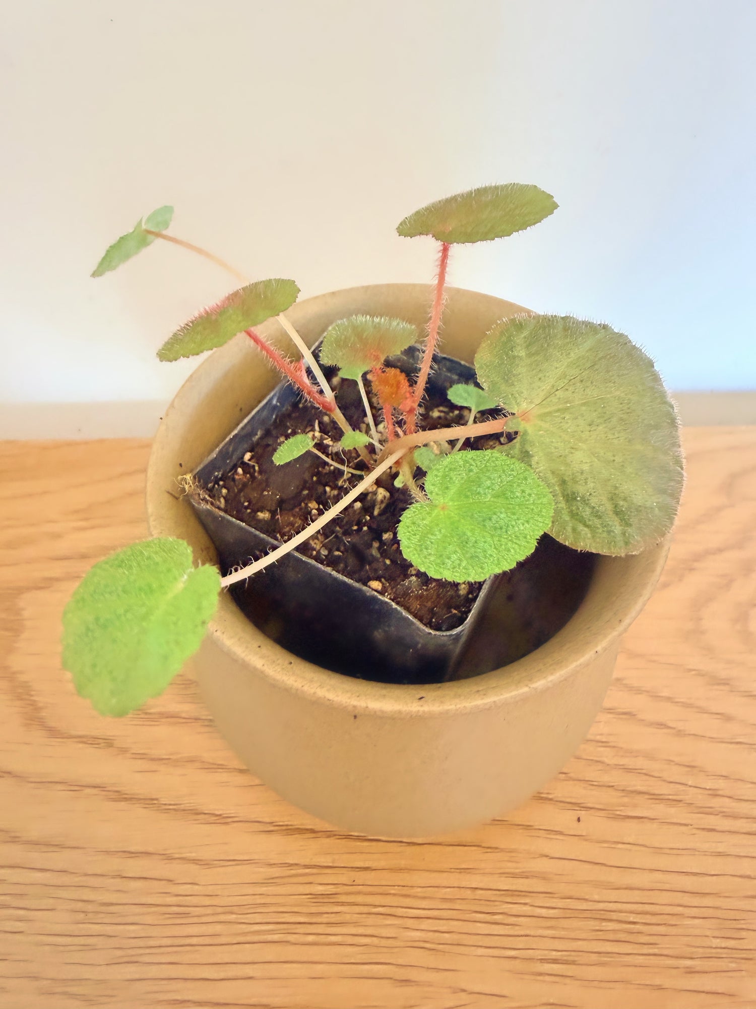 Begonia ‘Mai Whisky Angel’