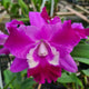 Cattleya LC Mini Song ‘Petite’