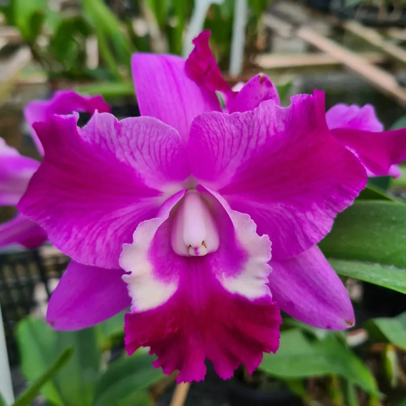 Cattleya LC Mini Song ‘Petite’