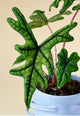 Alocasia Jacklyn Flask (15 plants)