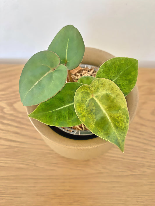 Anthurium Hofmanii X Variegated