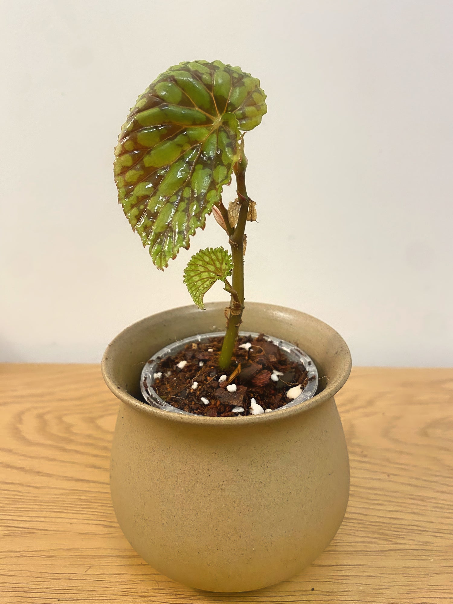 Begonia Chlorosticta