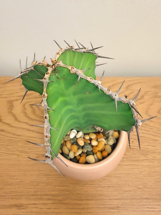 Euphorbia Grandialata