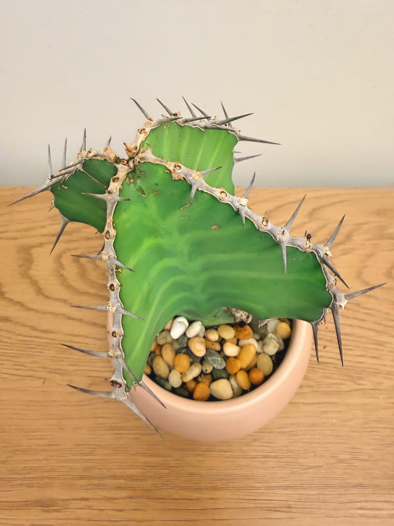 Euphorbia Grandialata