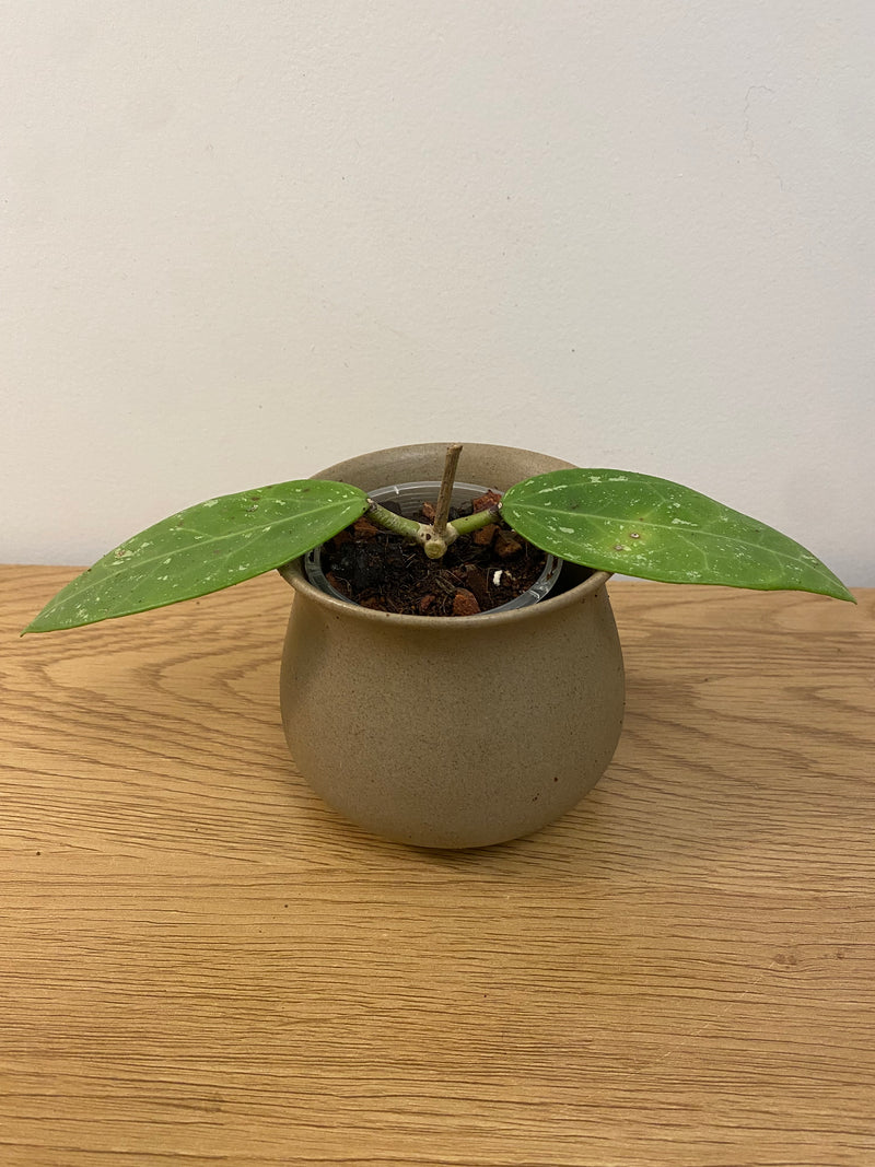 Hoya Parasitica Splash