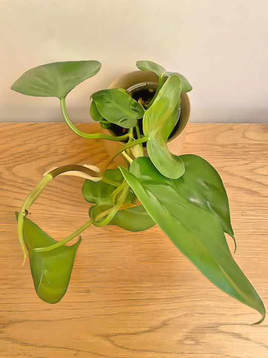 Philodendron Heartleaf