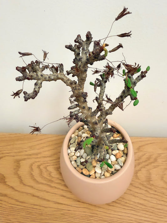 Tylecodon Buchholzianus