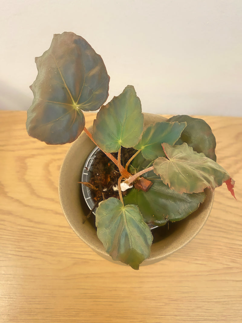 Begonia Pavonina