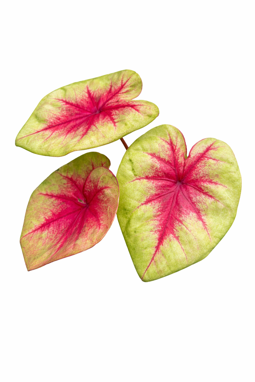 Caladium Lemon Blush