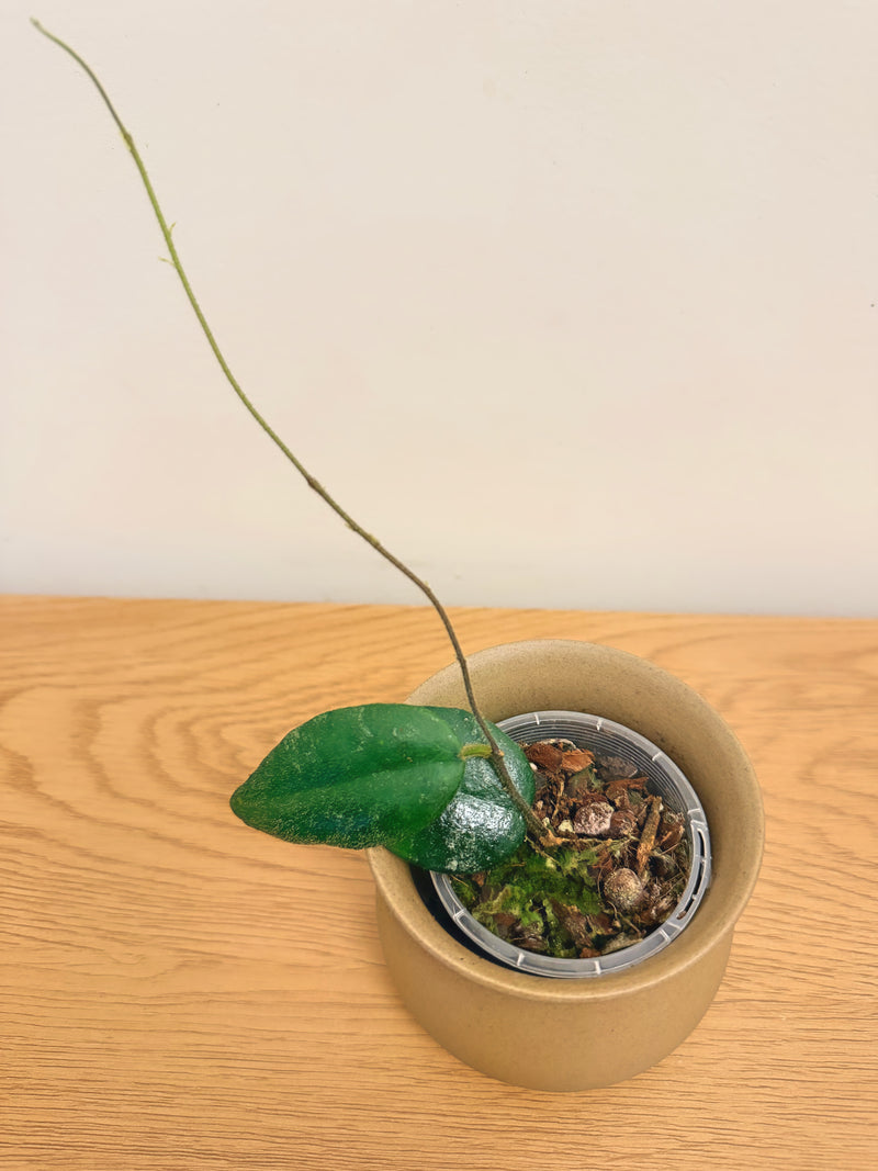 Hoya Caudata Sumatra