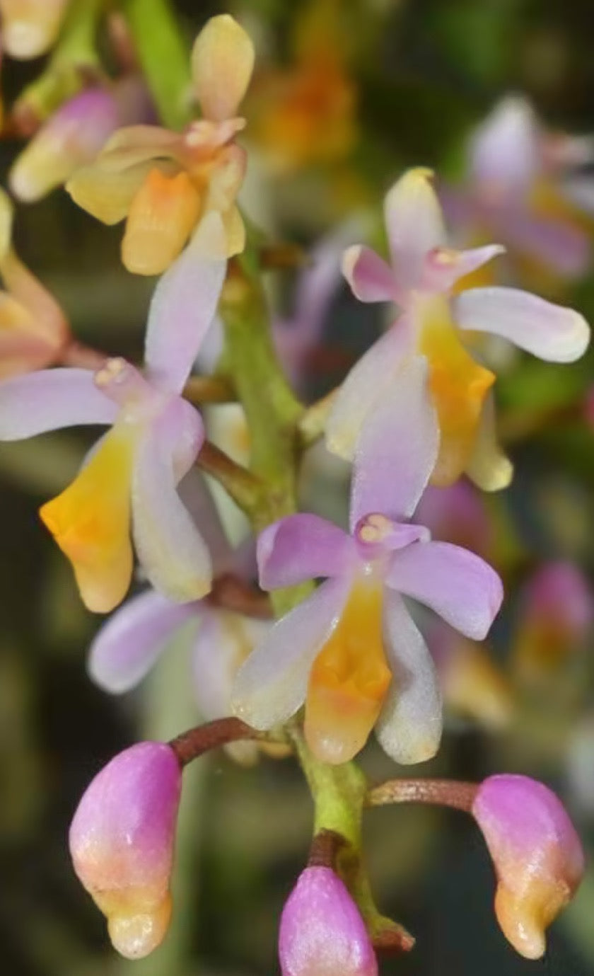 Micropera Obtusa