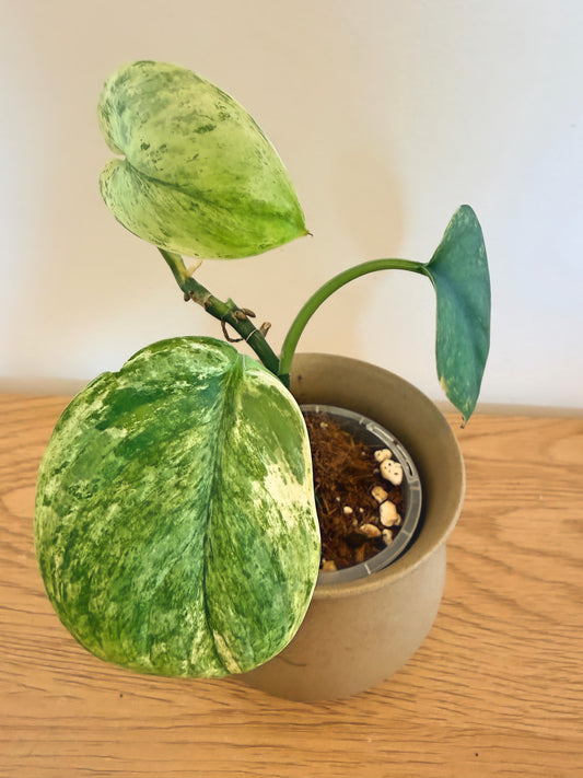 Scindapsus Variegated