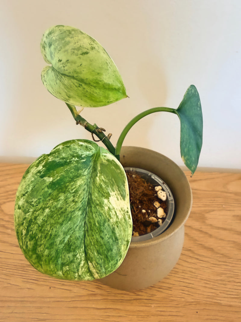 Scindapsus Variegated